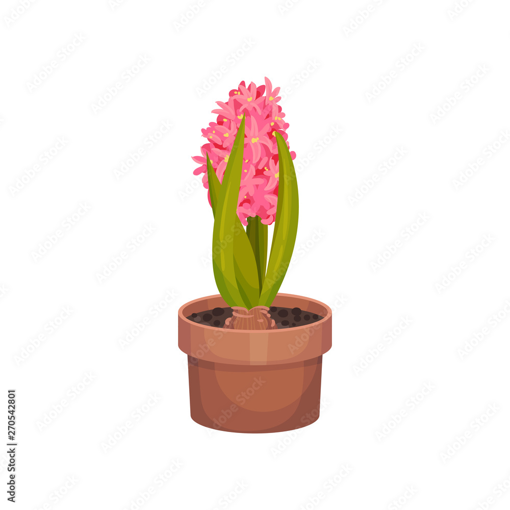 Pink hyacinths grow in a pot. Vector illustration. Pink hyacinths grow in a pot. Vector illustration.