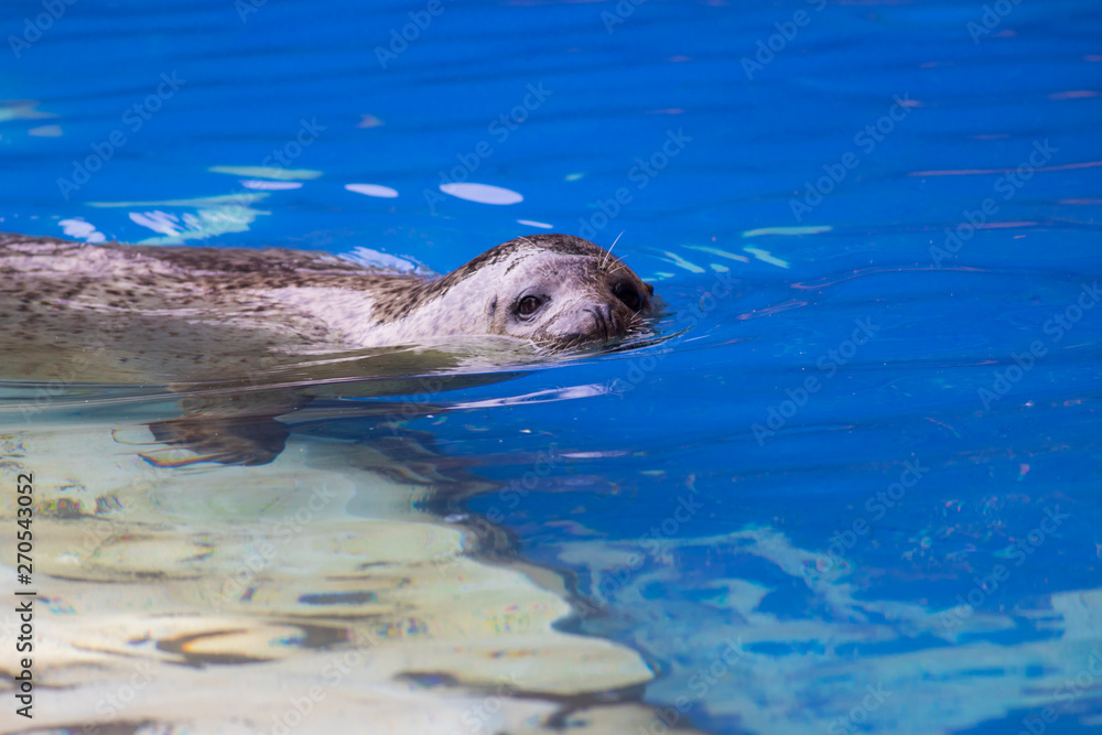 Obraz premium 動物園のアザラシ