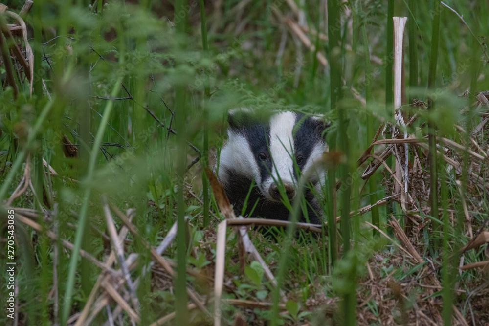 Badgers, meles meles, browsing and searching amongst the spring new bracken growth of their sett during a warm spring evening in May, Scotland. Badgers, meles meles, browsing and searching amongst the spring new bracken growth of their sett during a warm spring evening in May, Scotland.