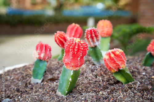Gymnocalycium cactus plant , The red moon cactus grafted onto the rootstock grow in sandy soil. photo
