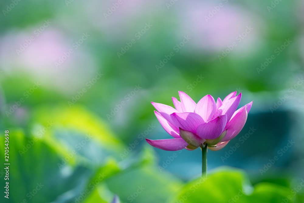 blooming lotus flower in sunshine