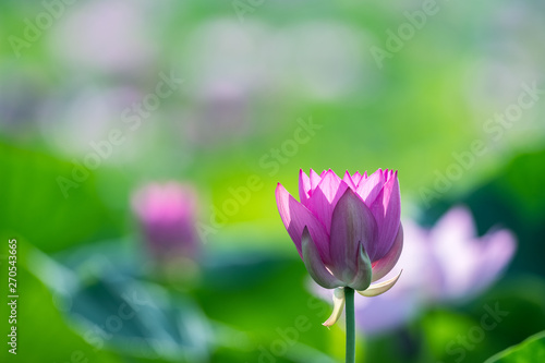 beautiful lotus flower in summer