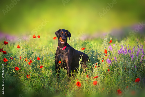Doberman portrait close up in poppy and violet flowers photo