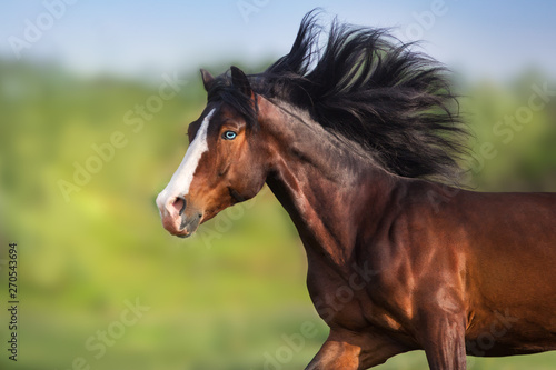 Bay stallion with blue eye and long mane run free