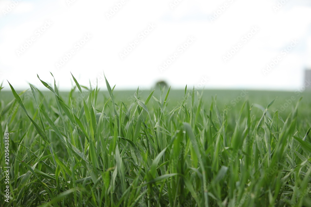 Obraz premium green grass