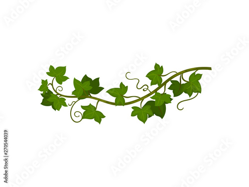 Green grapevine close-up. Vector illustration on white background.