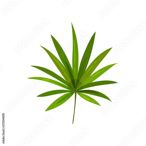 Leaf cannabis close up. Vector illustration on white background.