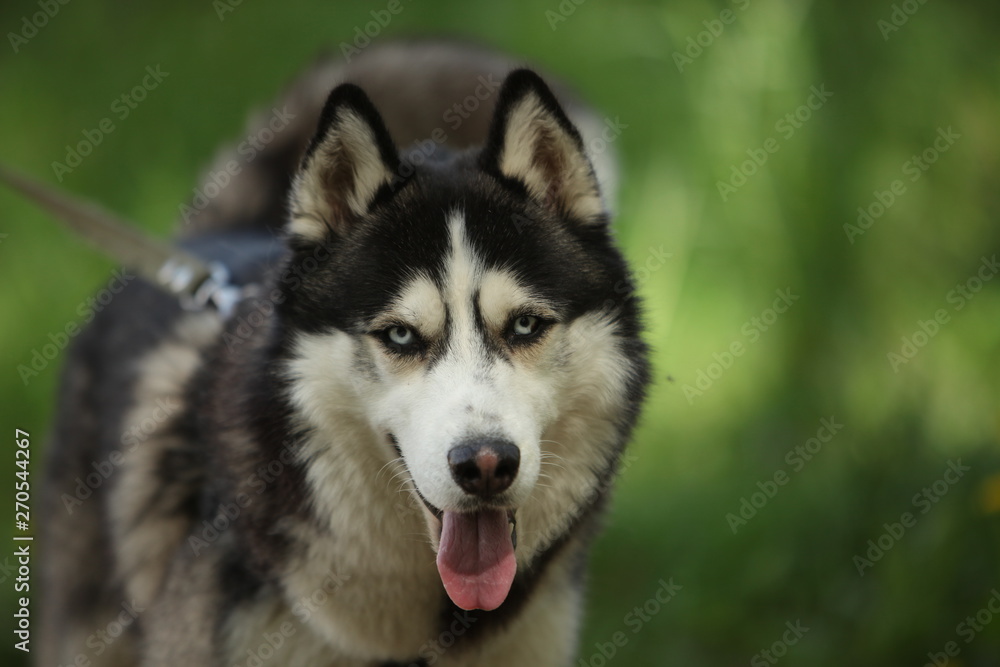 Dog breed husky  walk  woods summer