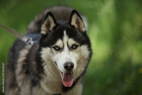 Dog breed husky  walk  woods summer