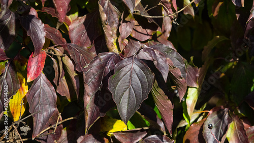 Leaves of Siberian dogwood or Cornus alba in autumn sunlight with bokeh background, selective focus, shallow DOF