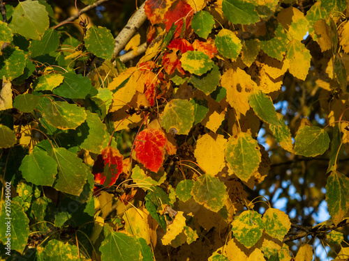 Colorful leaves of European aspen or Populus tremula in autumn sunlight background, selective focus, shallow DOF