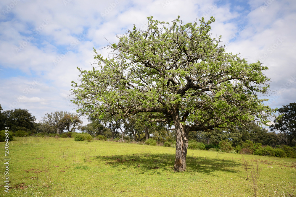 Obraz premium typical mediterranean flora in the Maremma natural park, in Tuscany, Italy