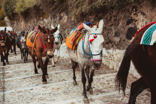 Tourist resort donkeys being used for mountain transportation.