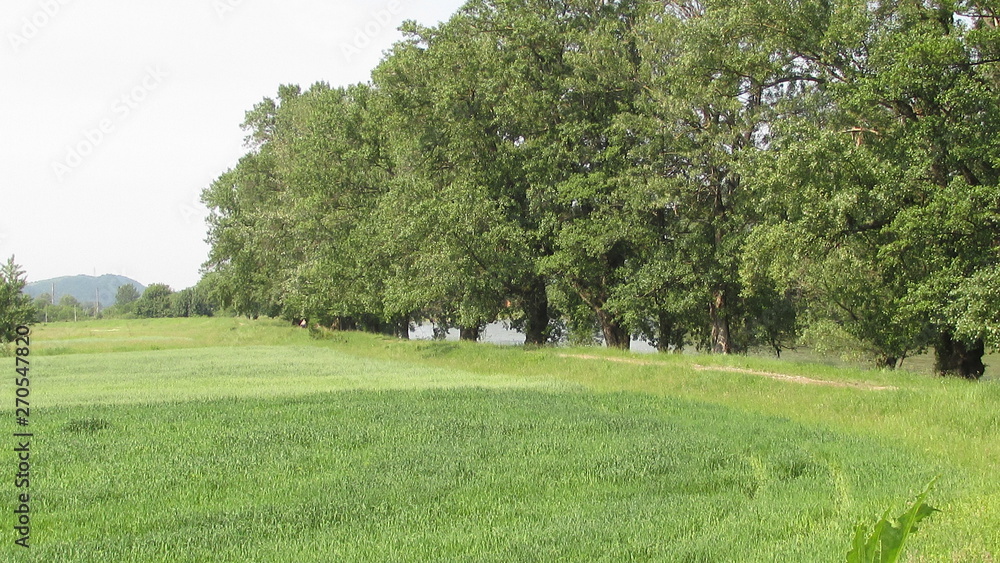 rural landscape with green field and blue rural landscape with green field and blue