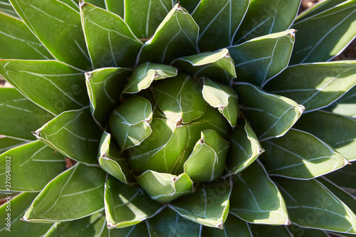 Billede på lærred Agave regina plant, high angle view background in sunlight