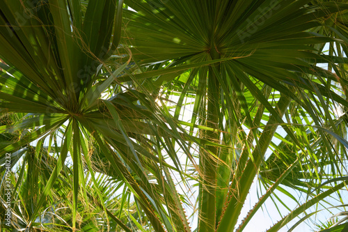 Palm tree leaves background in a sunny summer day