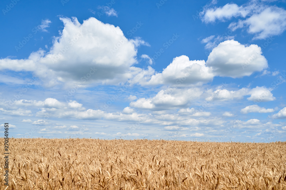 Golden wheat field and perfect blue sky with clouds, copy space. Ripe wheat field background, free space. Agriculture, agronomy and farming background. Harvest concept