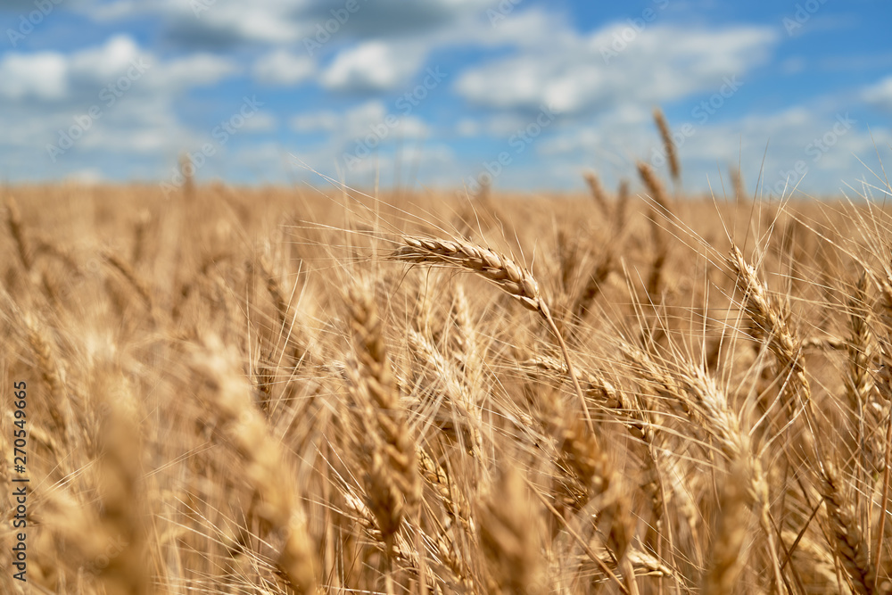 Golden wheat field and perfect blue sky with clouds, copy space. Ripe wheat field background, free space. Agriculture, agronomy and farming background. Harvest concept Golden wheat field and perfect blue sky with clouds, copy space. Ripe wheat field background, free space. Agriculture, agronomy and farming background. Harvest concept