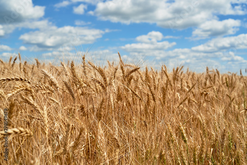 Golden wheat field and perfect blue sky with clouds  copy space. Ripe wheat field background  free space. Agriculture  agronomy and farming background. Harvest concept