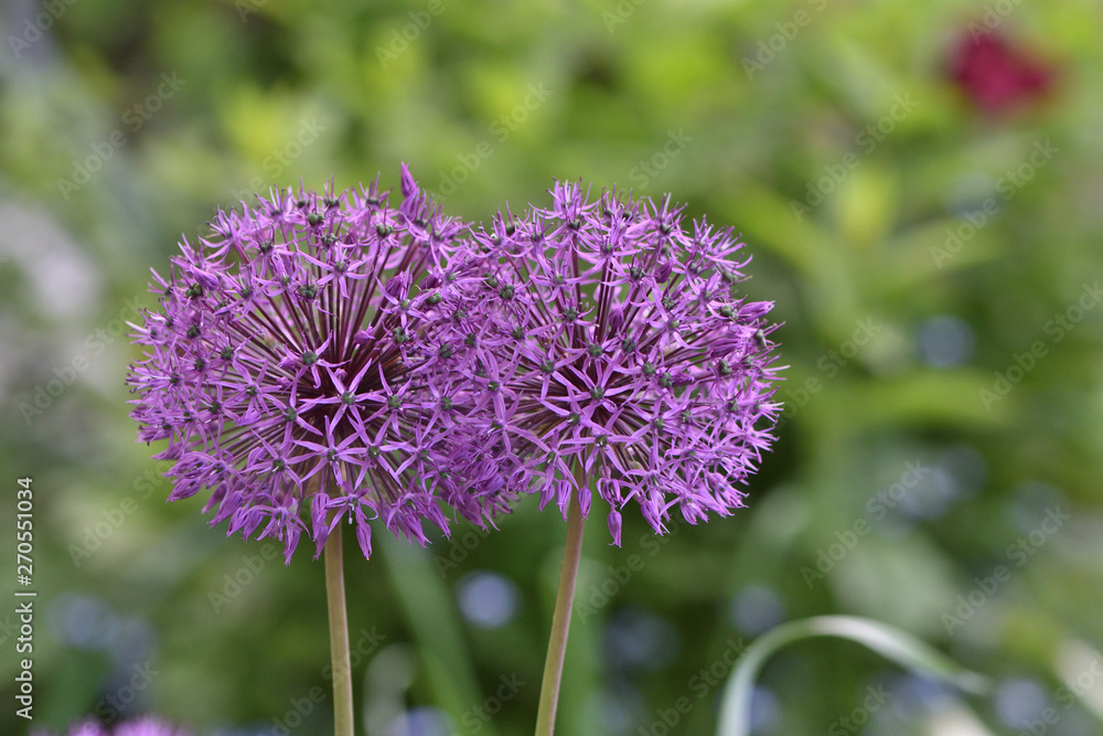 Purple flowers Onion giant Allium giganteum in the garden on a green blurred background Purple flowers Onion giant Allium giganteum in the garden on a green blurred background