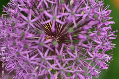 Wallpaper Mural Purple flowers Onion giant Allium giganteum in the garden close-up Torontodigital.ca