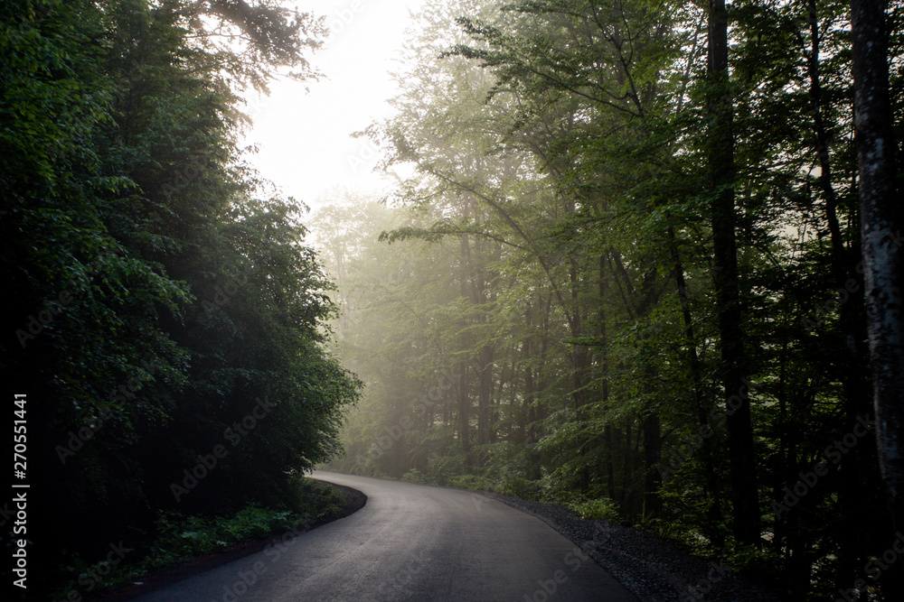 Road in misty forest in the morning