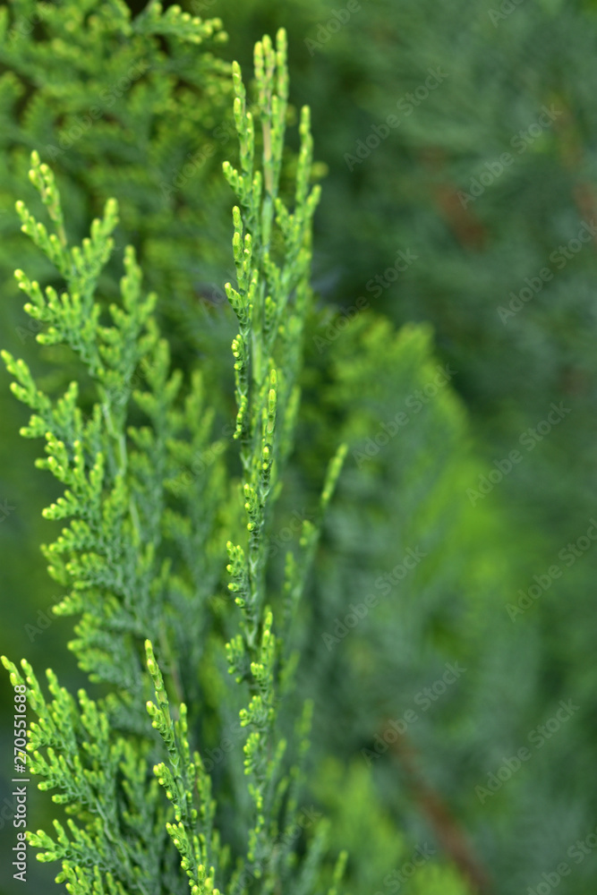 A branch of Thuja Thuja plicata evergreen bush close-up