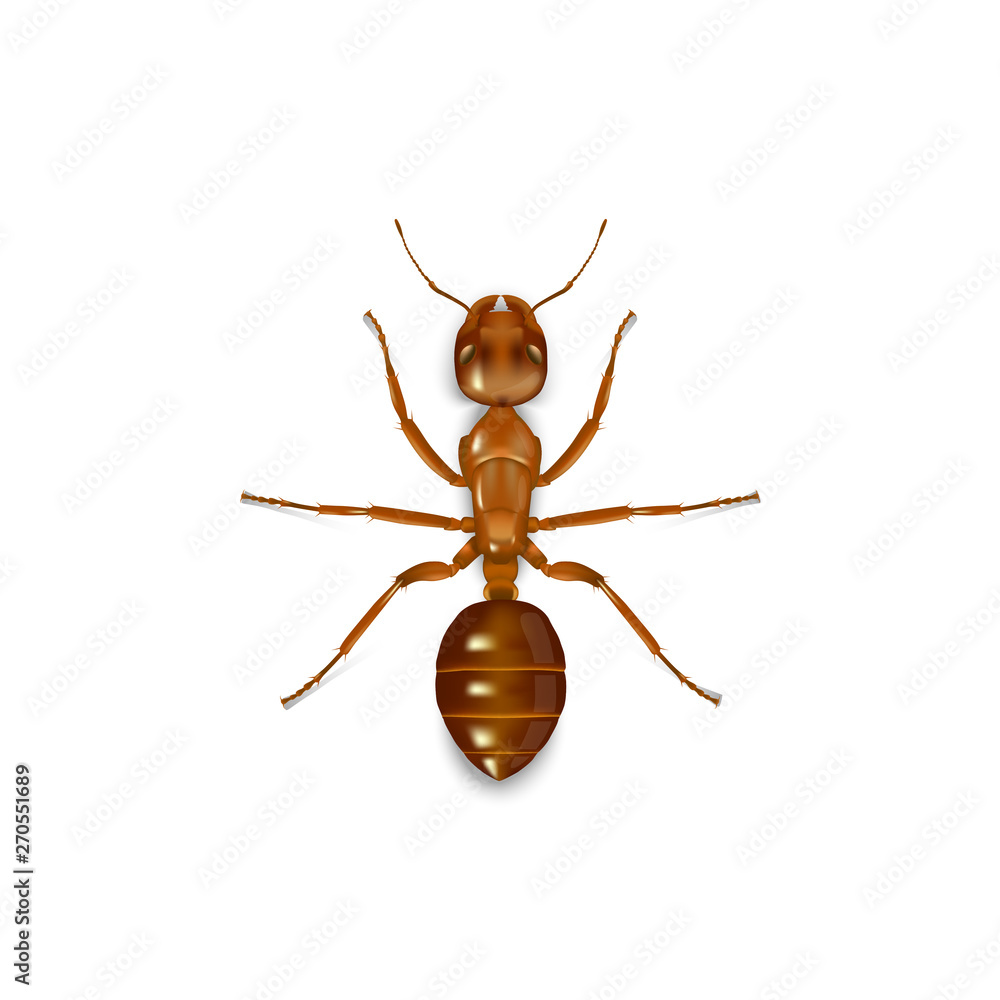 Ant side top on white background Ant side top on white background
