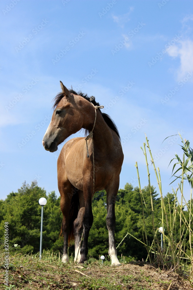 Pferd seitlich Pferd seitlich