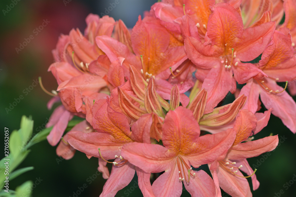 coral flowers of the Japanese rhododendron in the garden on a blurred background of green leaves coral flowers of the Japanese rhododendron in the garden on a blurred background of green leaves