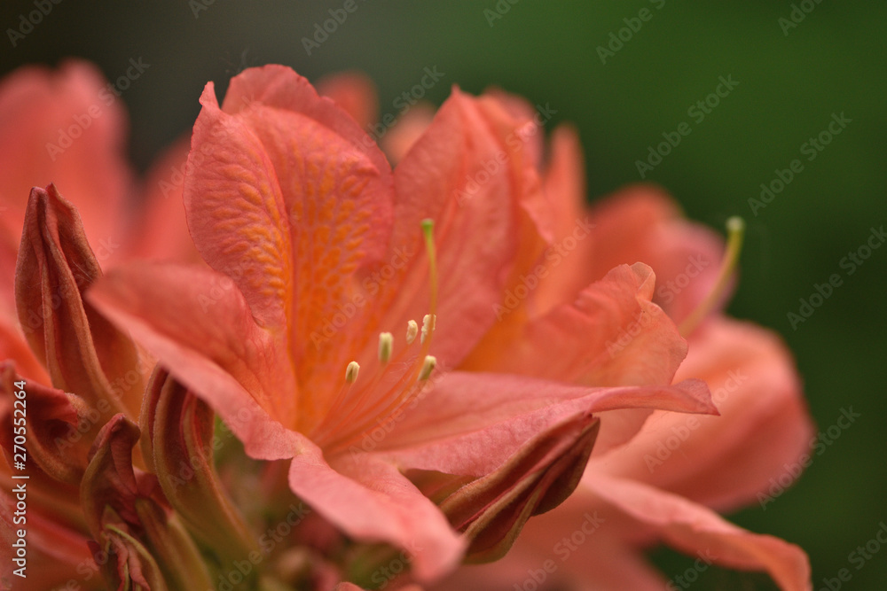 coral flowers of the Japanese rhododendron in the garden on a blurred background of green leaves coral flowers of the Japanese rhododendron in the garden on a blurred background of green leaves