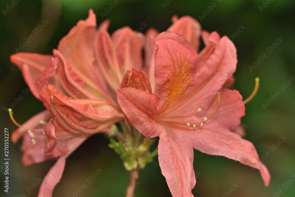 coral flowers of the Japanese rhododendron in the garden on a blurred background of green leaves coral flowers of the Japanese rhododendron in the garden on a blurred background of green leaves