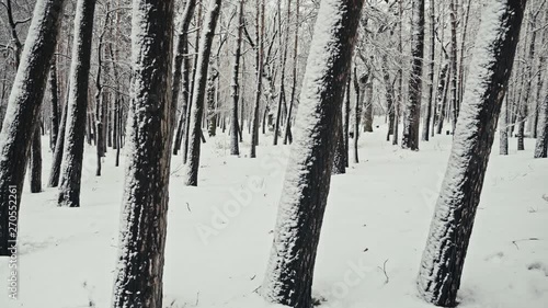 forest in winter