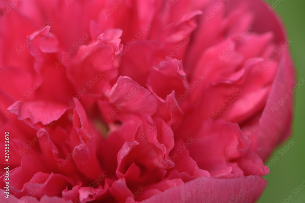 red peony flower on a green background in the garden closeup