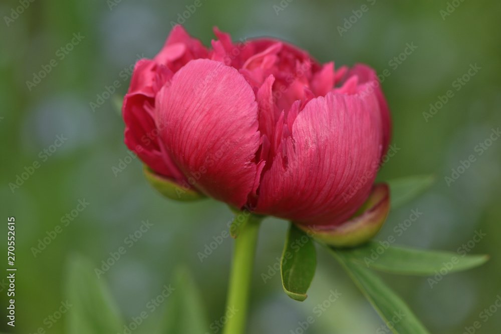 burgundy peony flower in the garden on a blurred background of green leaves burgundy peony flower in the garden on a blurred background of green leaves