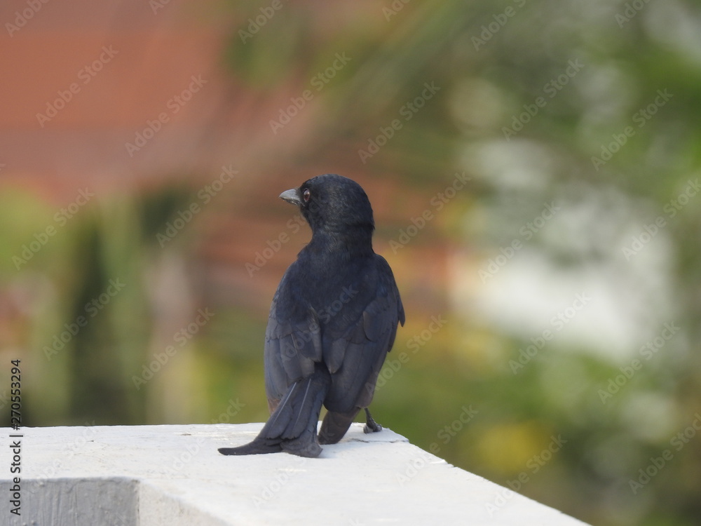 Obraz premium Black Drongo on a wall