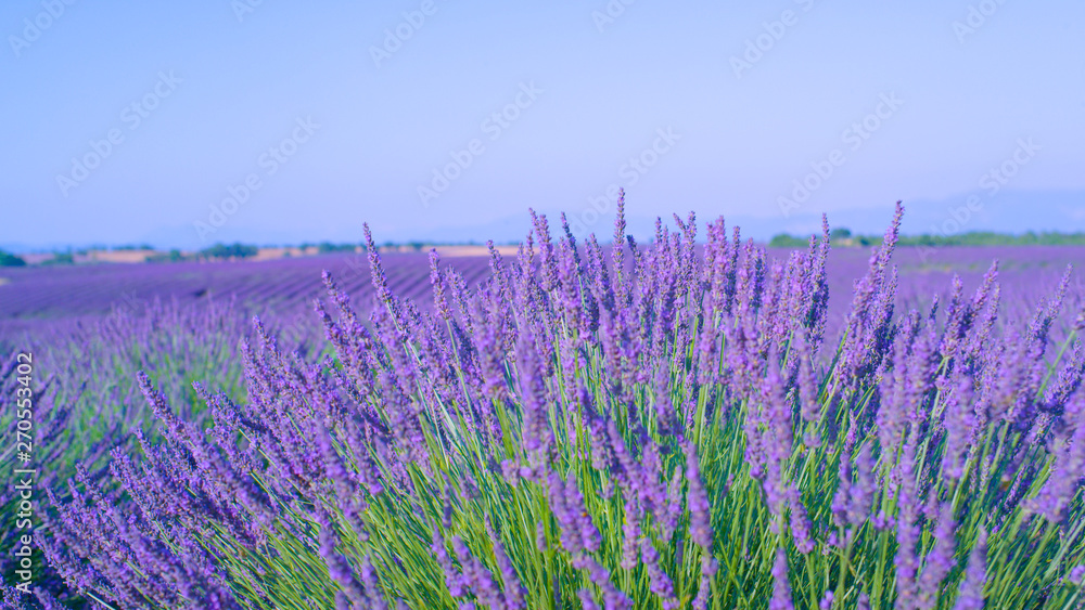 CLOSE UP: Purple lavender shrub in Provence sways in the gentle summer wind