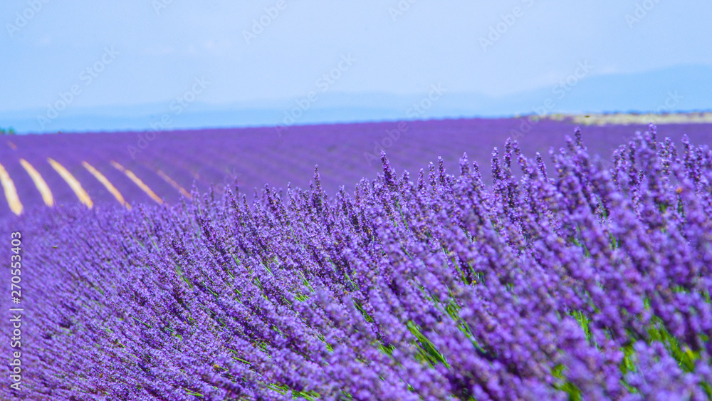 Obraz premium CLOSE UP: Detailed shot of vibrant purple herbs in full bloom in sunny Provence.