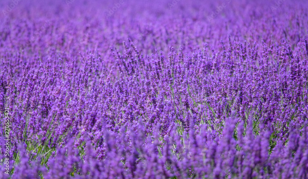 CLOSE UP: Breathtaking view of blossoming stalks of lavender growing in Provence CLOSE UP: Breathtaking view of blossoming stalks of lavender growing in Provence