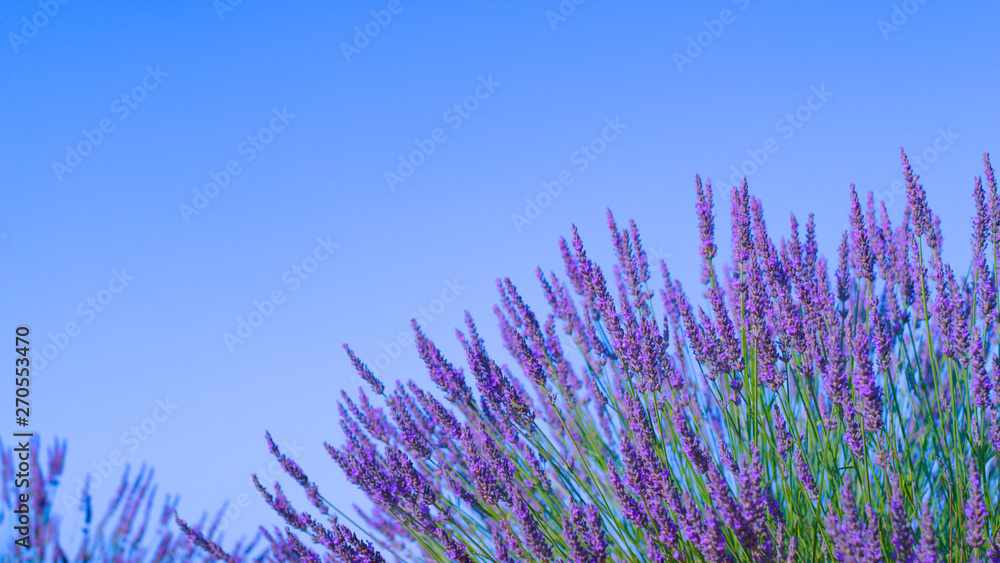 Fototapeta CLOSE UP, DOF: Aromatic blossoming lavender swaying in the gentle spring breeze.