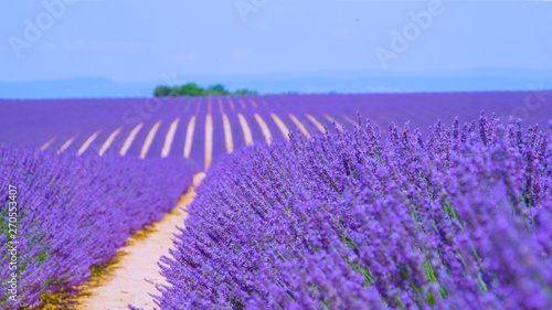 CLOSE UP: Aromatic lavender shrubs cover the endless rural landscape of Provence