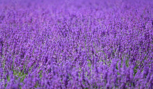 CLOSE UP: Breathtaking view of blossoming stalks of lavender growing in Provence