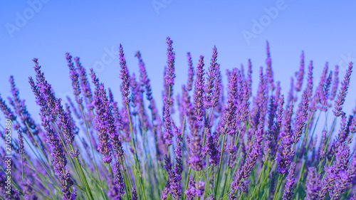 CLOSE UP: Lavender stalks rustling under the perfect sky in French countryside.