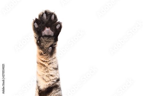 Front paw of a cat Scottish Straight, closeup, isolated on white background