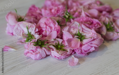 dry tea rose pink flowers on wooden © kavardakova
