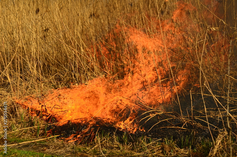 fire burn grass