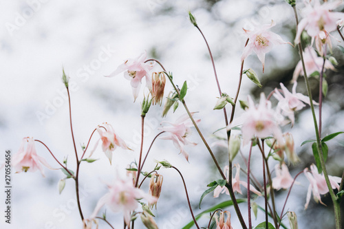 delicate flower bell, selective focus