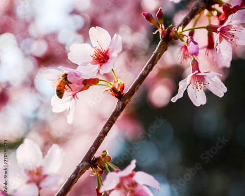桜と蜂