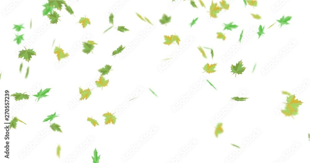 Green yellow maple leaves. Green yellow maple leaves.