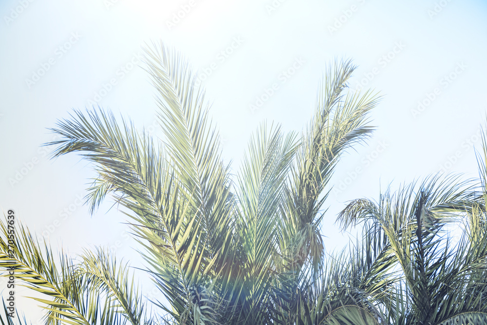 Closeup of branches of coconut palms trees. Closeup of branches of coconut palms trees.